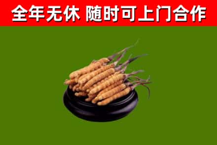 平阳回收冬虫夏草