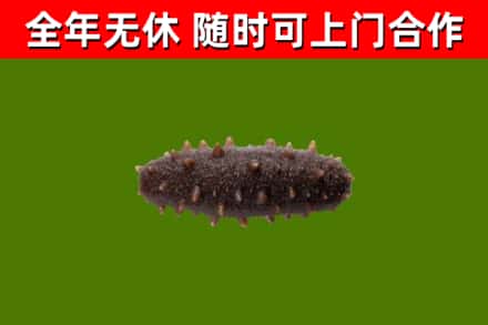 平阳回收海参干